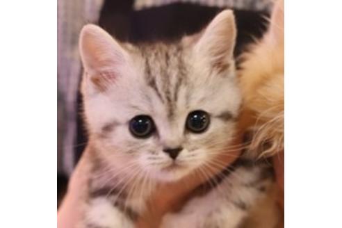 成約済の大阪府のマンチカン-5953の1枚目